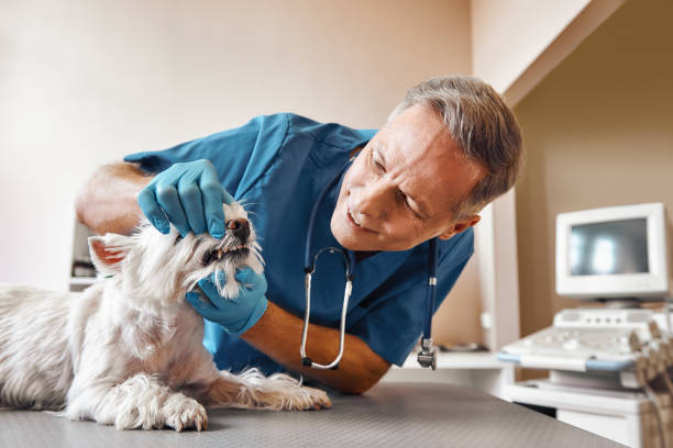 Best Emergency Wisdom Tooth Extraction in Cherokee Village, AR